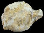 Fossil Brontotherium (Titanothere) Vertebrae - South Dakota #53683-1